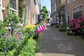 container garden, urban garden, flowers, Haafner