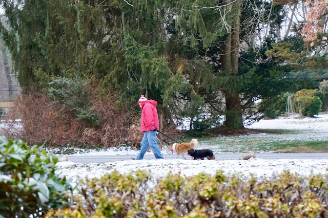 man walking dogs