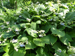 Deinanthe caerulea - Déinanthe à fleurs étonnantes