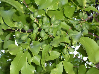 Resultado de imagen para el mamon arbol