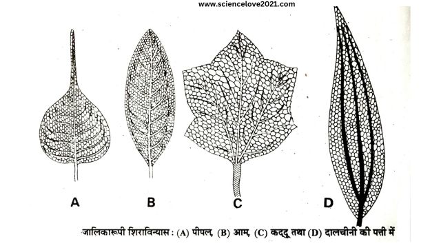 सरल पत्ती की संरचना (Structure of a Simple Leaf) in hindi