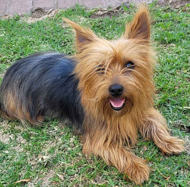 Adopt Kayla Small Yorkie Girl of 4 years