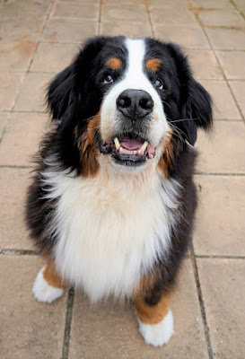 A happy Berner sits and waits for a treat. Dogs trained with rewards are more optimistic than those trained with aversive methods, new study shows.