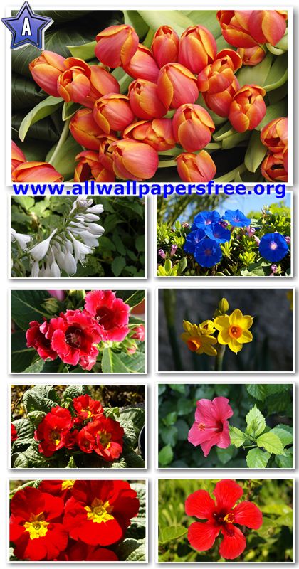 40 Beautiful Flowers Wallpapers 1920 X 1200 [Set 11]