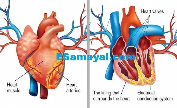 நோயின் பிடியிலிருந்து நம்மைக் காக்க அவகேடோ !