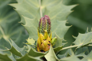 Charity Mahonia