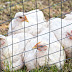 Factors that Decide the Suitability of a Chicken Enclosure