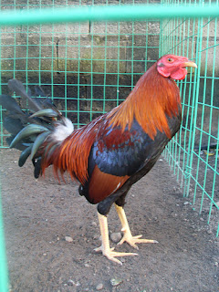 Judi Ayam di Bojonegoro