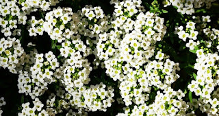 Alyssum Çiçeği Nasıl Yetiştirilir? 