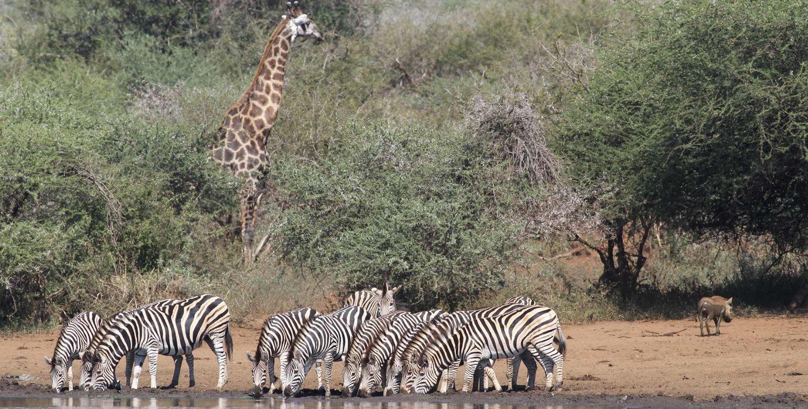 Kruger National Park