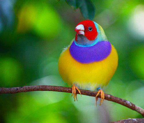 Kecantikan Burung Setanding Keistimewaannya Relaks Minda