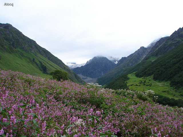 Valley of Flowers - Uttarakhand