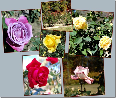 autumn roses autumn roses