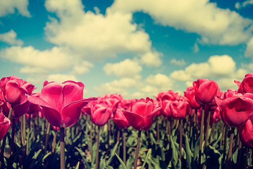 types of flowers red And Flowers Sky..beautiful | 500 x 335