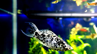 Dalmatian Molly Fish 4K Wallpaper