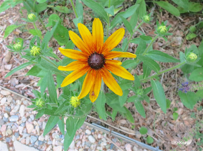 coneflower, Rudbeckia