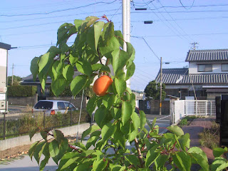 初めて実った杏