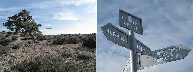 SERRA DEL MONTSANT LA MORERA DEL MONTSANT - GRAU DE LA GRALLERA - CLOT DEL CIRÉ - GRAU DE SALFORES - CARTOIXA D'ESCALADEI - LA MORERA DEL MONTSANT, Pi del Cugat a la Serra Major del Montsant