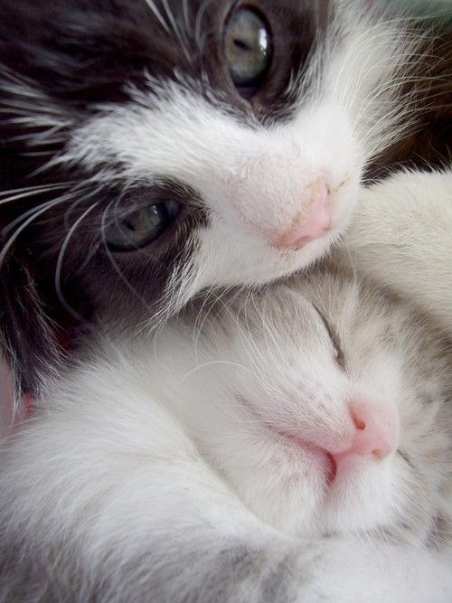 cute-cat-7