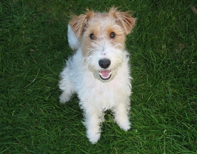 Fox Terrier Puppy Pictures