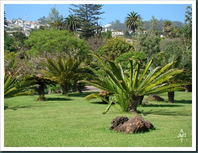 DSC03371-cycas-circinalis-(grand cycas, faux sagoutier) F cycadaceae BW
