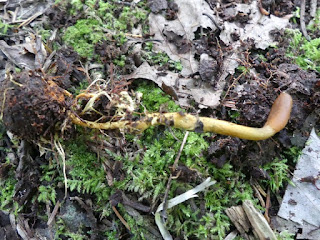 Tolypocladium ophioglossoides - Cordyceps langue-de-serpent