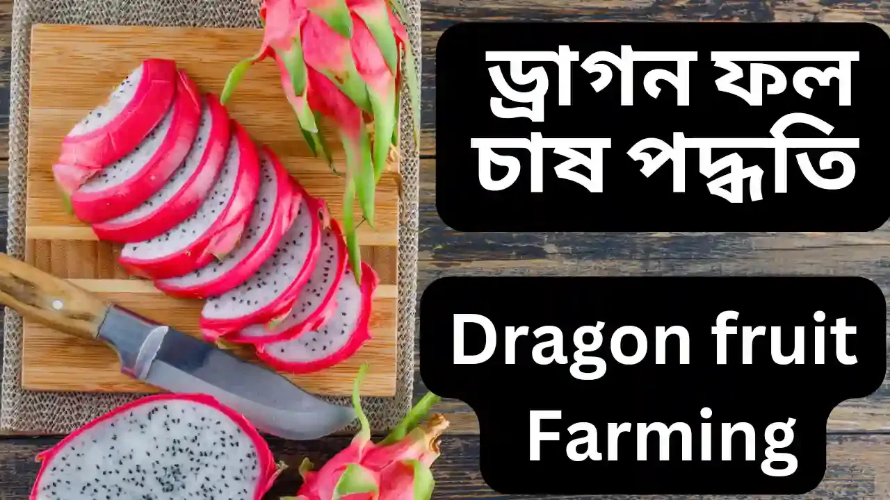 Dragon fruit farming ড্রাগন ফল চাষ পদ্ধতি। ড্রাগন ফলের চারা কোথায় পাওয়া যায়