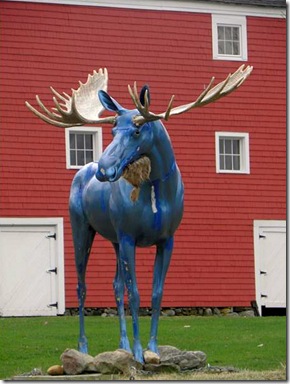 Blue Moose