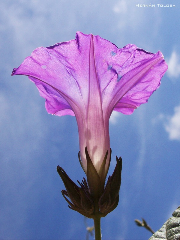 Flores De Campanillas Sobre Un Fondo Blanco Fotos  - Fotos De Flores Campanillas