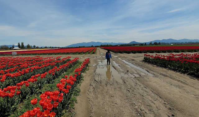 Boy playing in the mud puddle, tulip fields