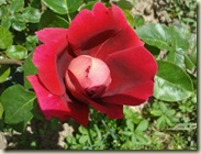 rose - red_1_1