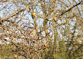 January sights in the Norfolk countryside