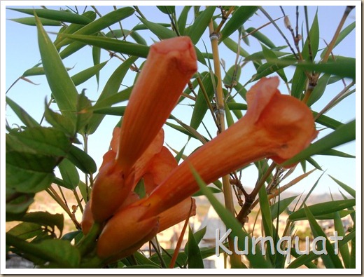 campsis radicans 5