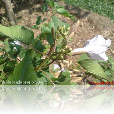 Bunga kangkung pagar 02