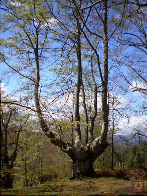 Bosque de Jugatxi, Zuia, Alava