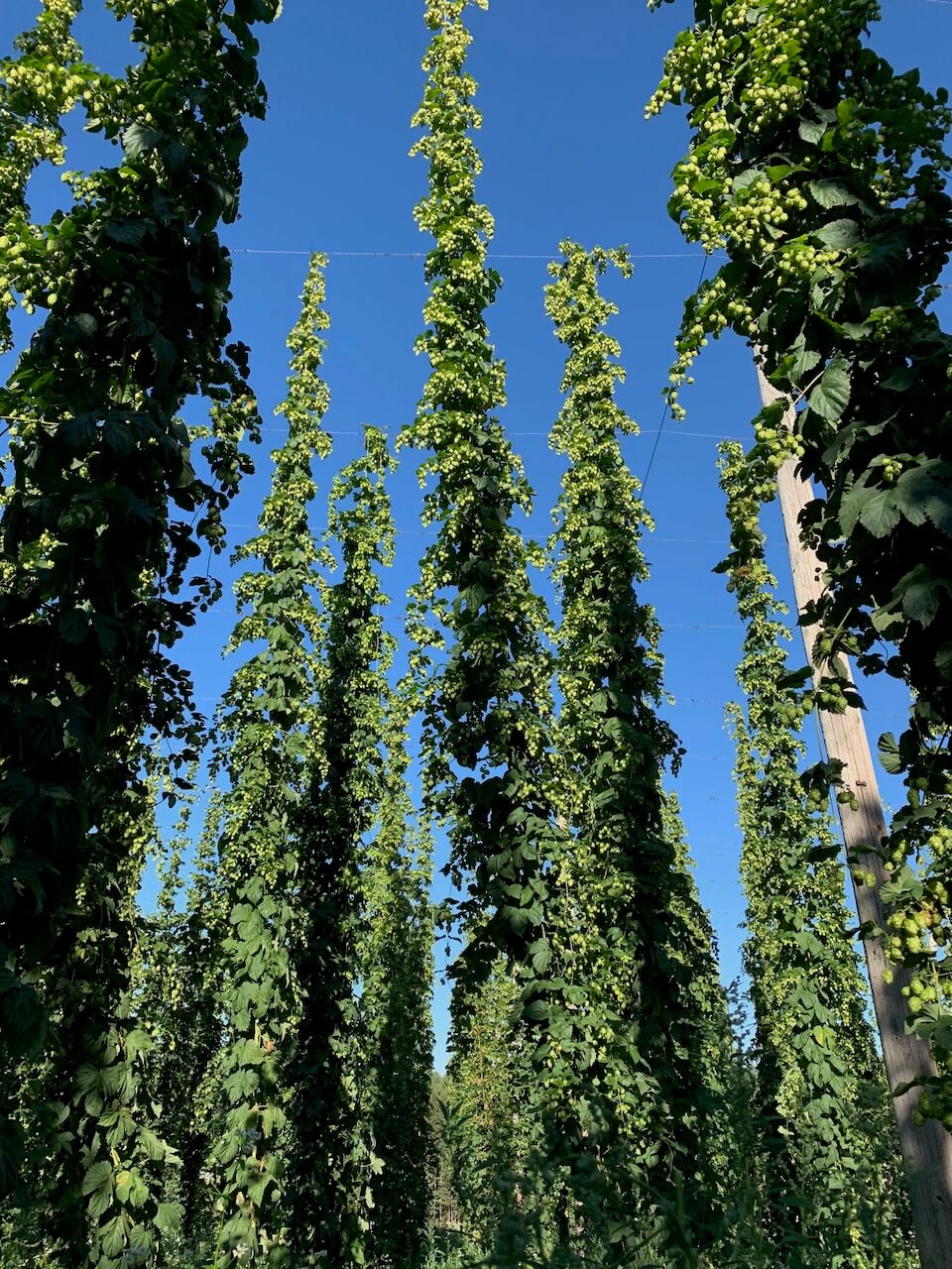 Hopfenernte im Waldviertel