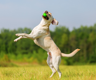 Golden labrador dog jumping up to catch a ball from the air