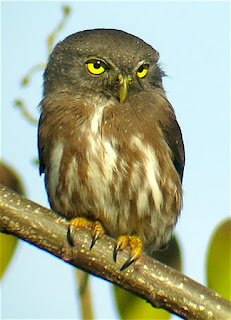 Amazonian Pygmy-Owl