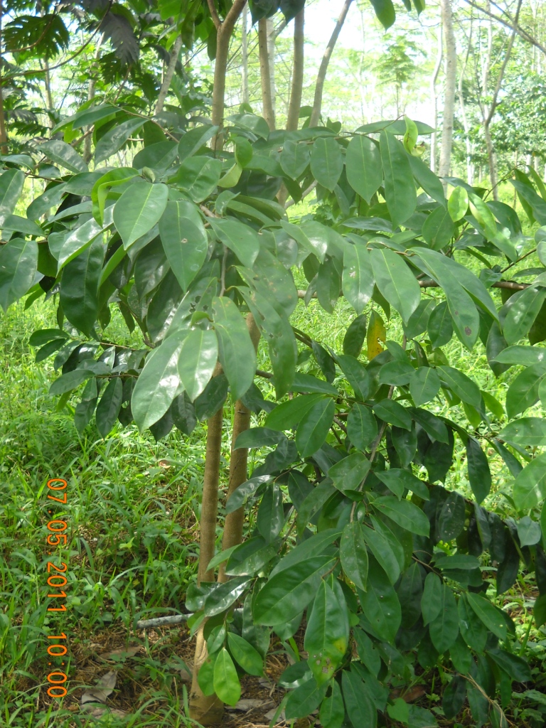 Environmental: Mengenal Tanaman Sirsak