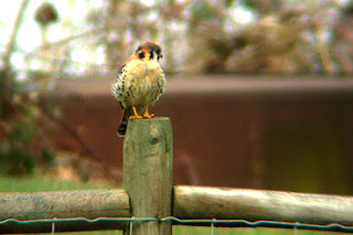 american_kestrel