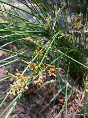  Maybe even J. effusus (Bog Rush, common bog rush, common rush). 