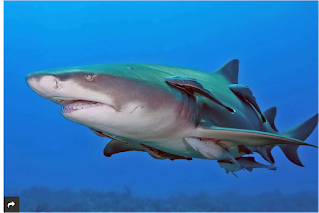 Lemon Shark: Some Body Characteristics, Habitat And Customs