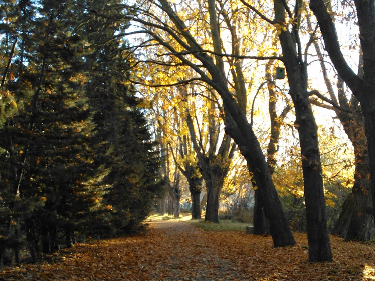 PASEANDO POR PALENCIA