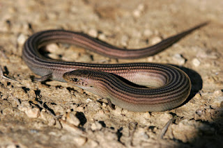 Seps strié, Chalcides striatus