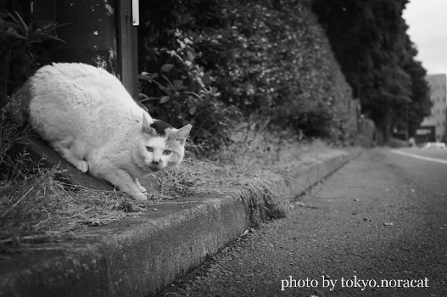 野良猫の写真