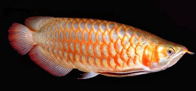 ikan arwana