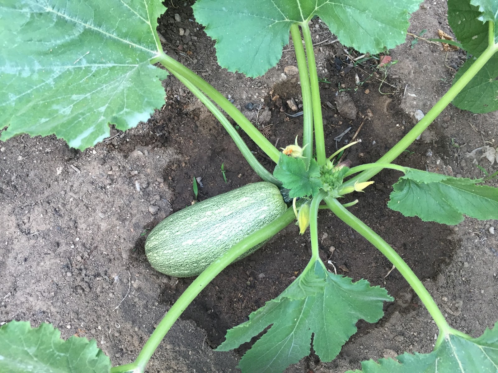 Zucchini plants typically start producing fruit 45-55 days after seedling transplanting. Harvest zucchinis when they are firm, moderately sized, and bright in color. Regular harvesting encourages continuous fruit production.