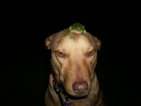 funny animal pictures, dog and frog on his head