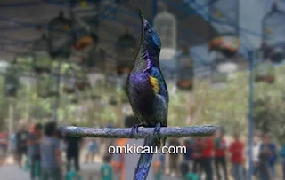 Tips melatih mental burung kolibri ninja agar siap dilombakan, Cara Melatih Mental Burung Kolibri Ninja Agar Siap Lomba, Mencetak Mental Fighter Pada Burung Kolibri Sejak Ijoan Atau Trotol, 