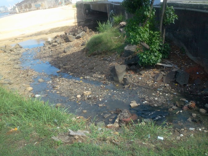 Dia Mundial do Meio Ambiente e da Ecologia